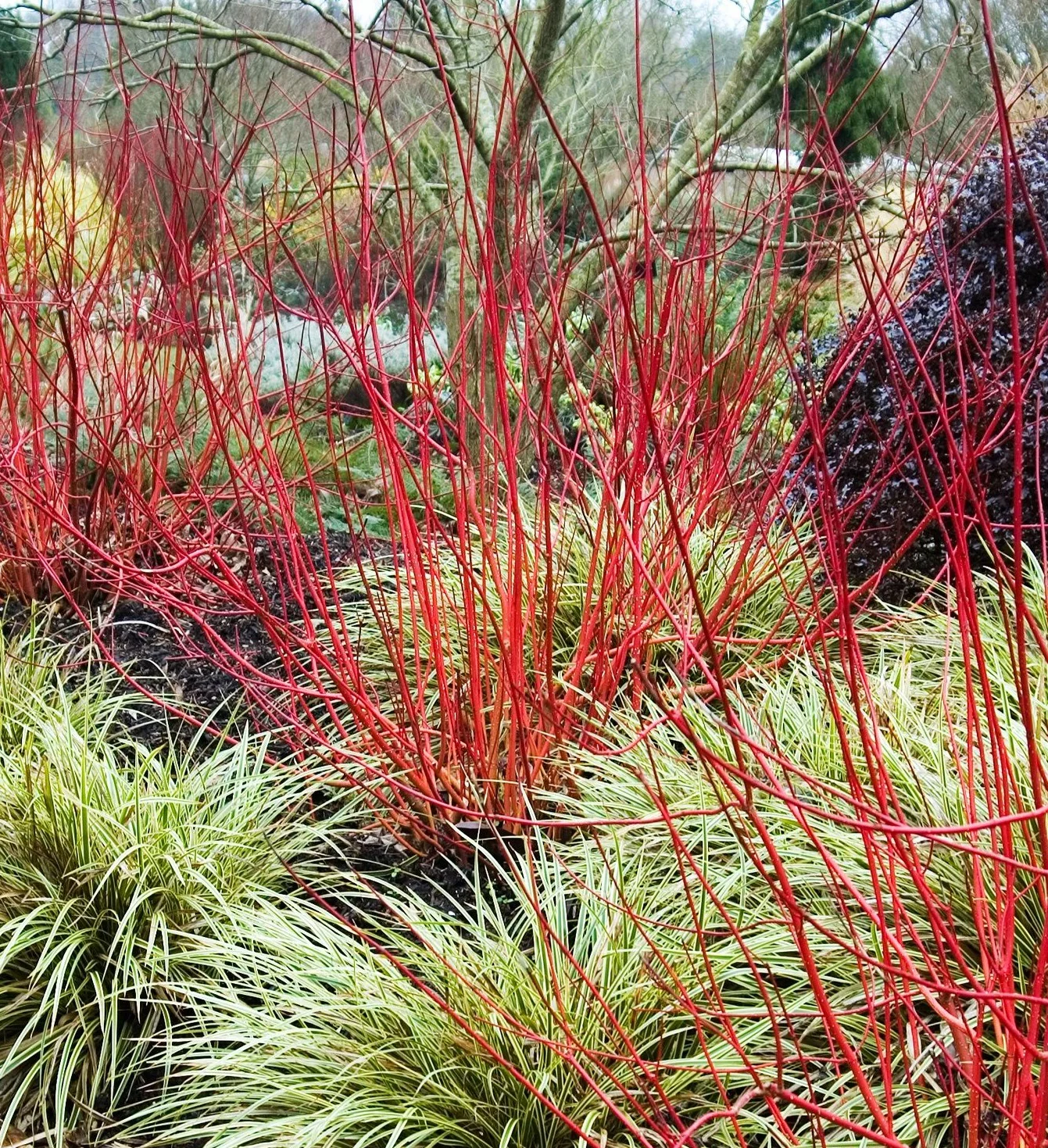 Cornus alba Sibirica