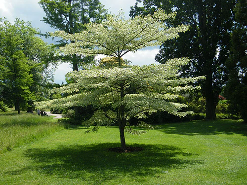 CORNUS CONTR. VARIEGATA CLT 30 / 35 H 100 - 150 CM