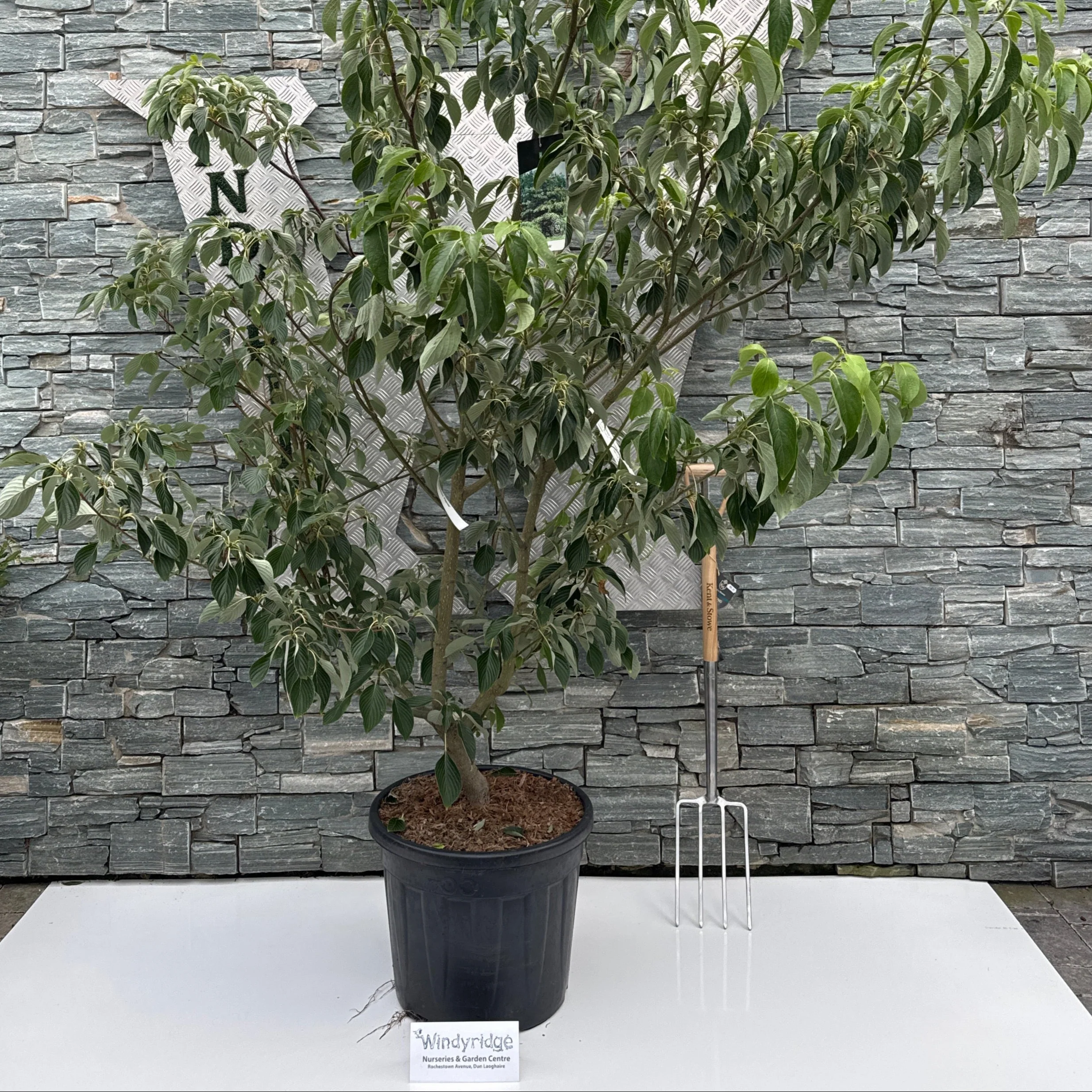 Cornus controversa Pagoda