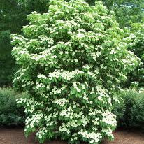 Cornus k. Milky Way