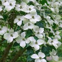 Cornus kousa chinensis - Image 2