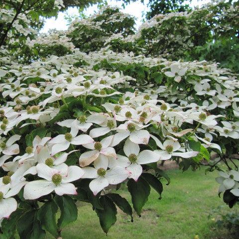 Cornus kousa Flower Tower