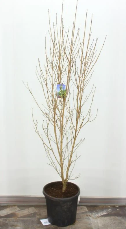 Cornus kousa Flower Tower - Image 2