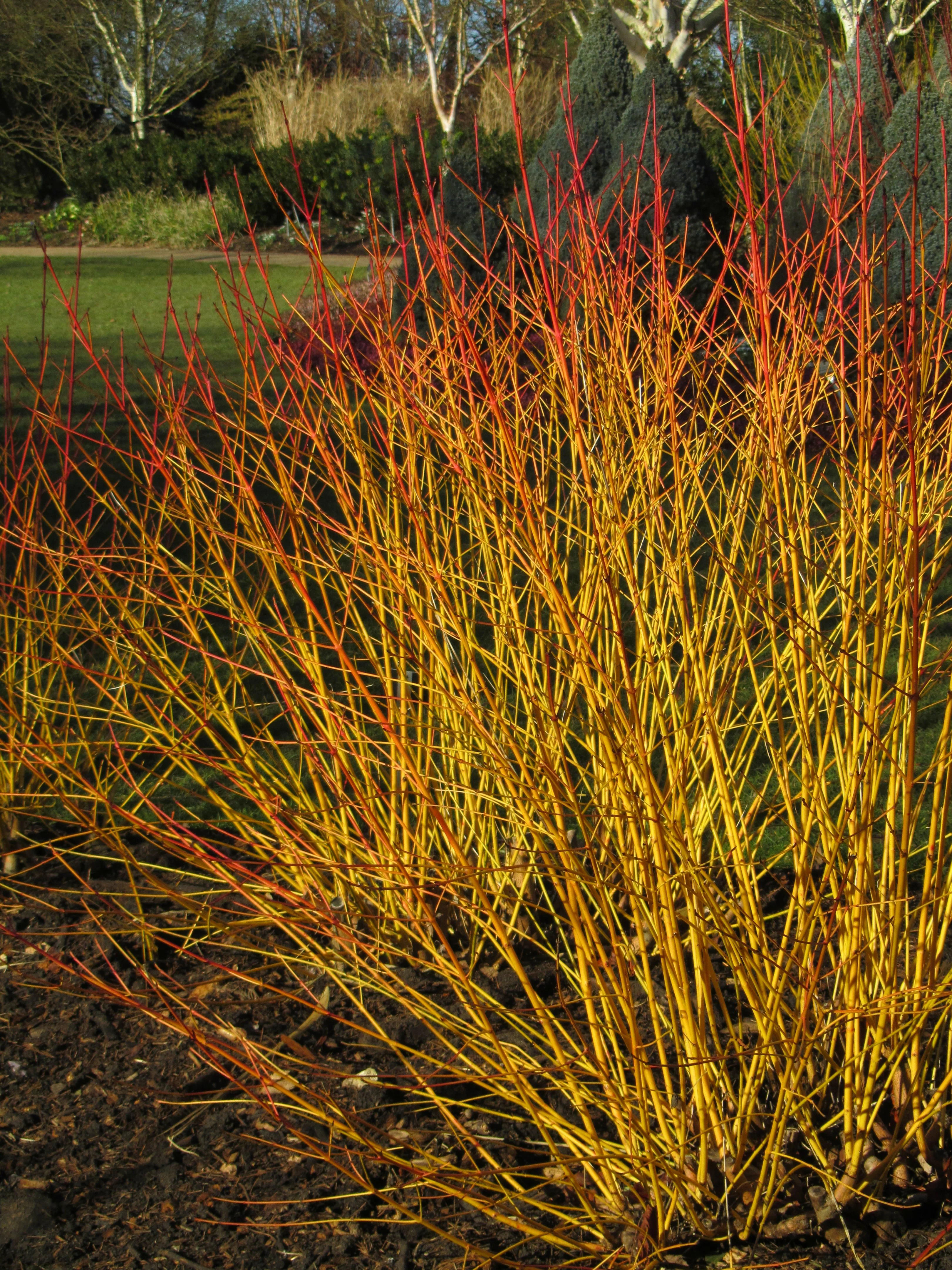 Cornus sang. Midwinter Fire