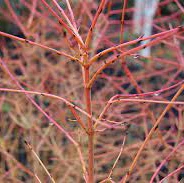 Cornus sang. Winter Beauty - Image 2