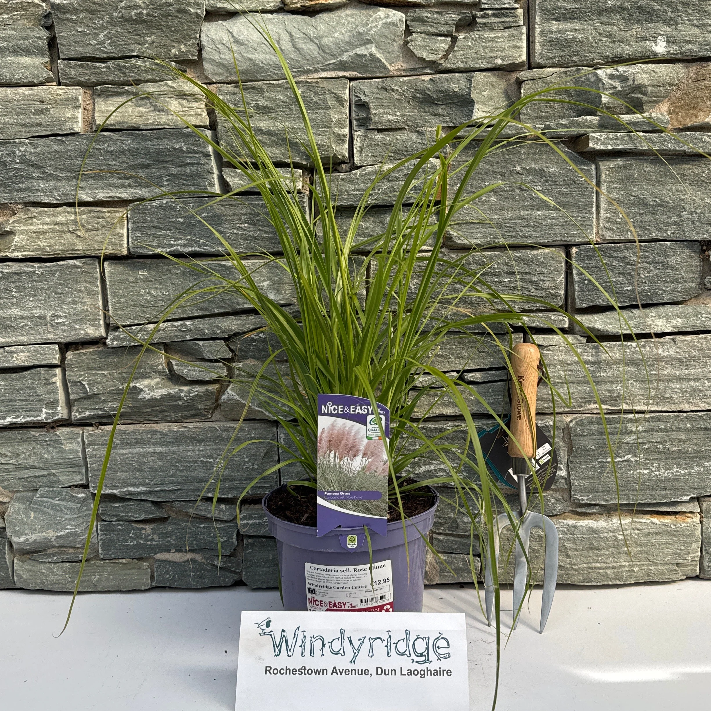 Cortaderia sell. Rose Plume - Image 2