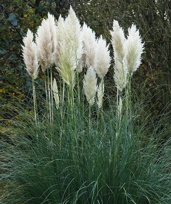 Cortaderia selleona - Image 3