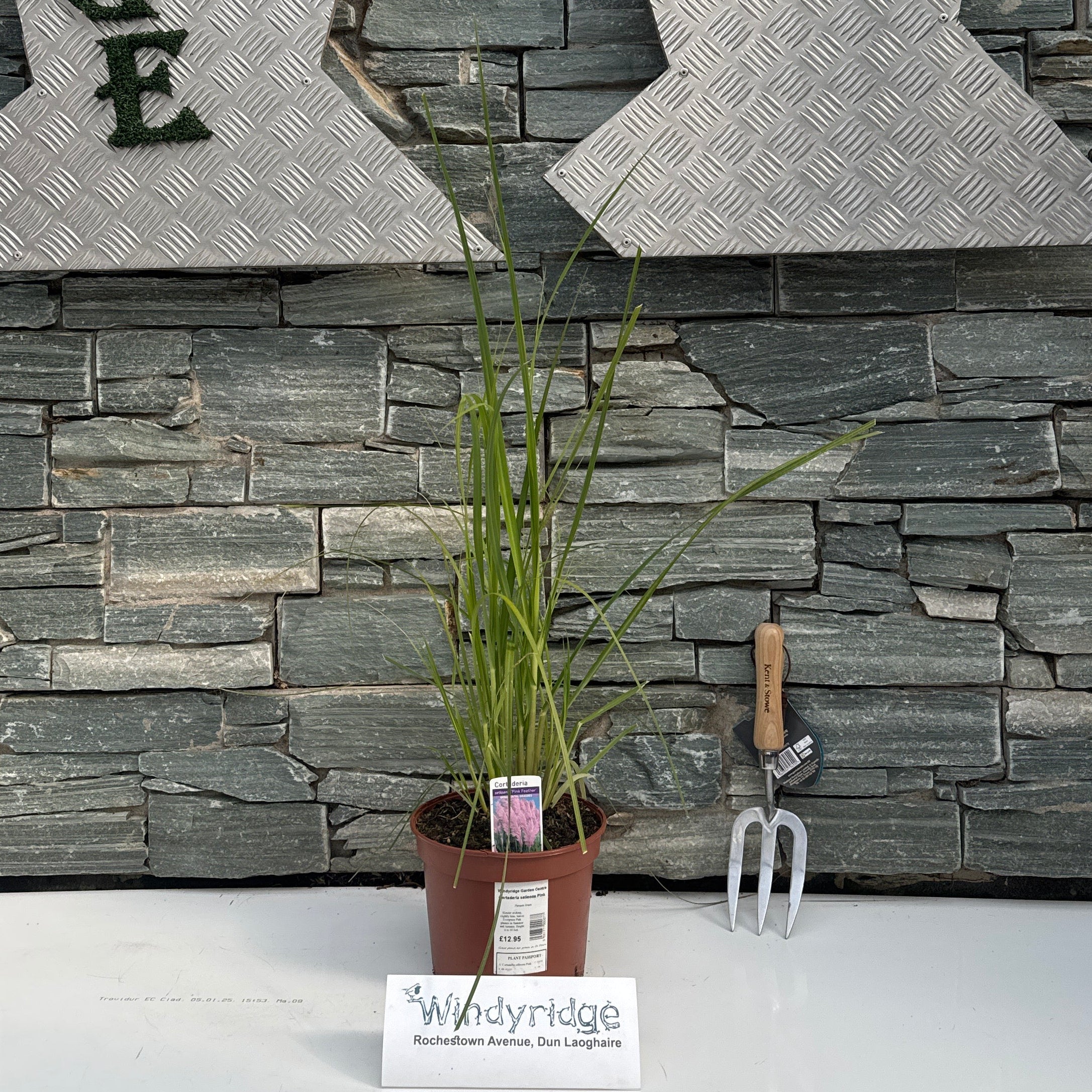 Cortaderia selleona Pink - Image 2