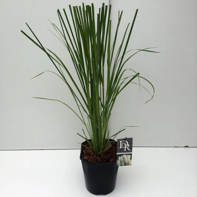Cortaderia selloana 5 Ltr, square pot
