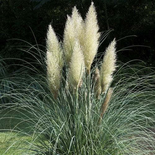 Cortaderia selloana Junior 5 Ltr pot