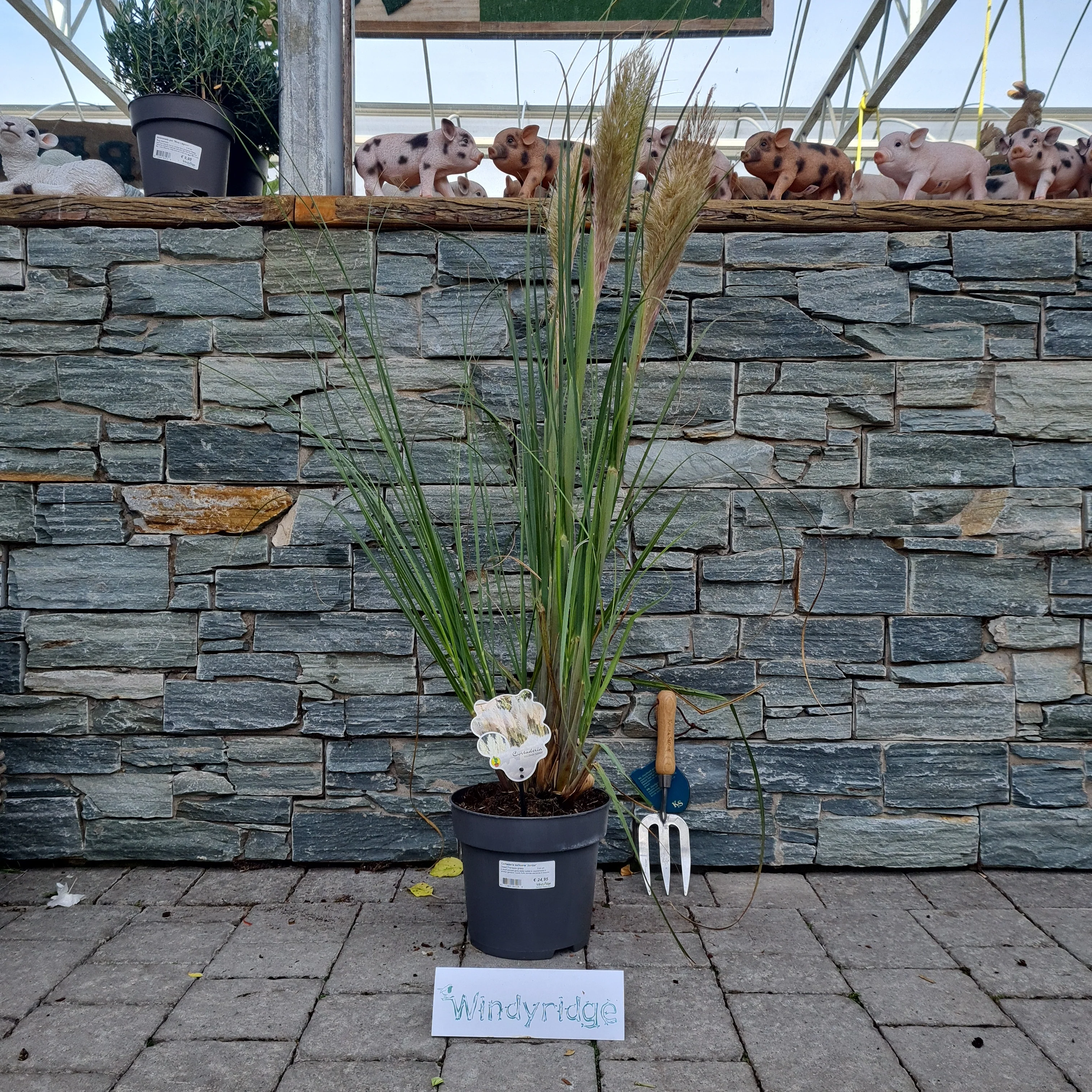 Cortaderia selloana Junior 5 Ltr pot - Image 2