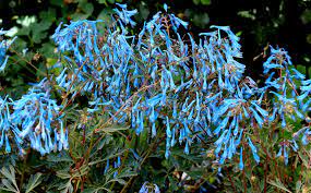 CORYDALIS Porcelain Blue