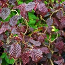 Corylus a. Red Majestic