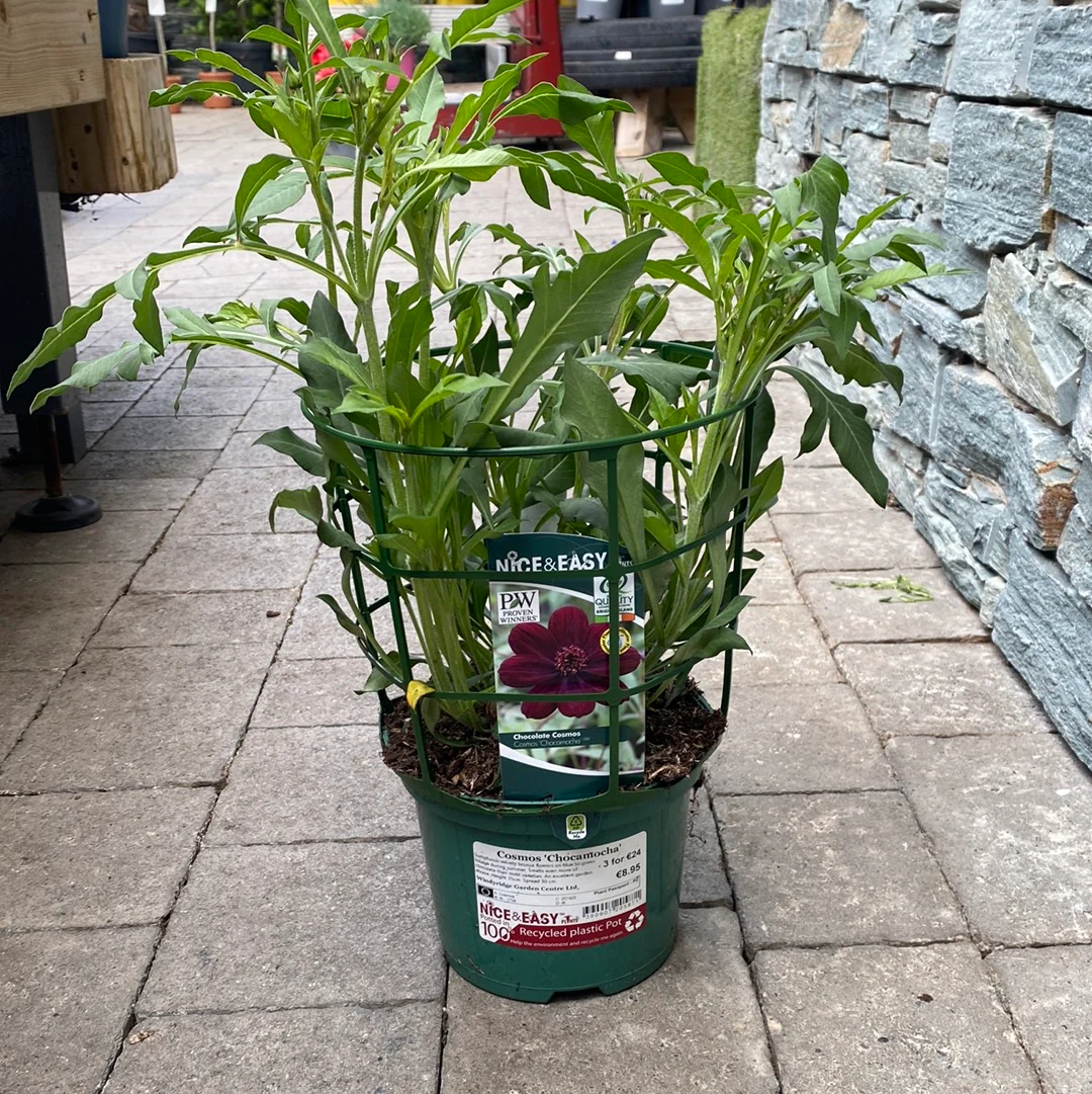 Cosmos 'Chocamocha' - Image 3