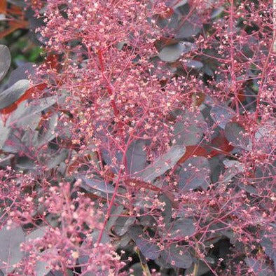 Cotinus cog. Lilla - Image 2
