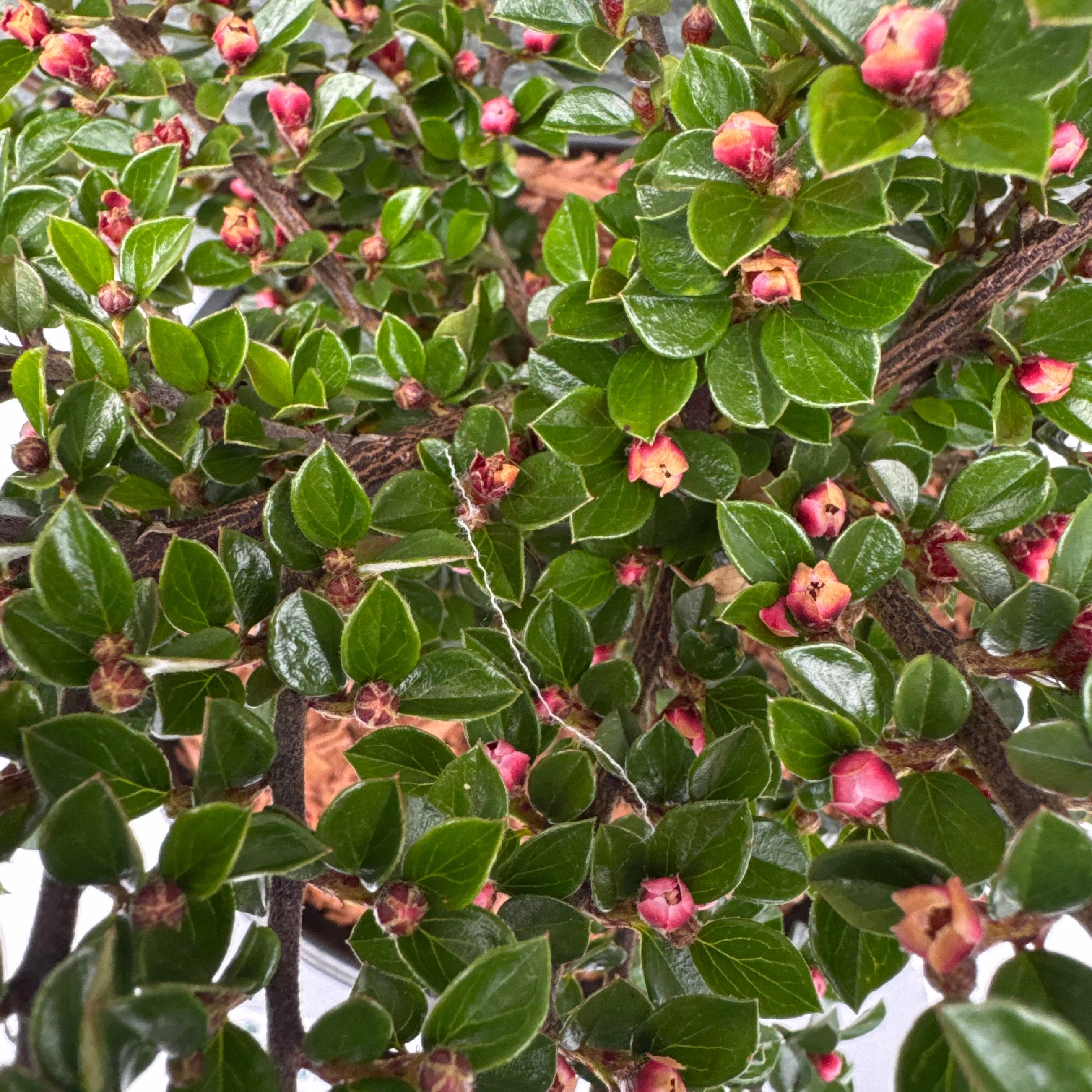 COTONEASTER horizontalis - Image 2