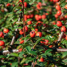 COTONEASTER WINTER JEWEL - Image 2