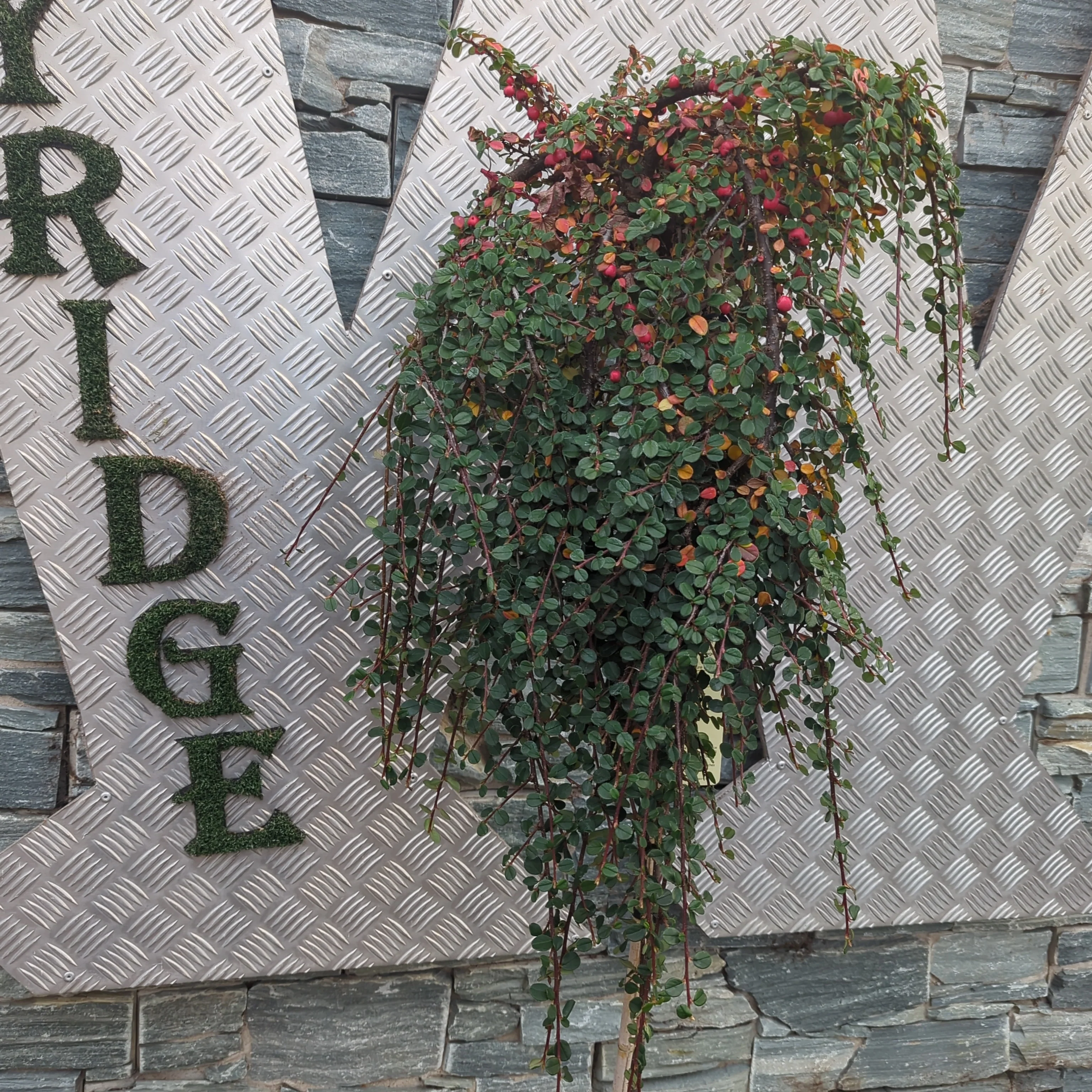 COTONEASTER WINTER JEWEL - Image 3