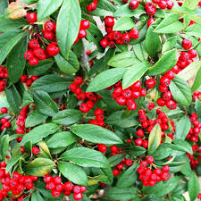 COTONEASTER WINTER JEWEL - Image 2