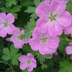 Cranesbill Geranium Mavis Simpson (2Ltr Pot) - Image 5