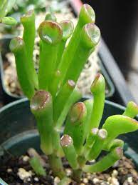 Crassula ovata Hobbit P10.5