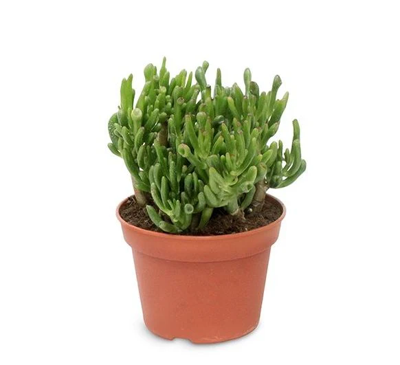 Crassula ovata Hobbit P10.5 - Image 2