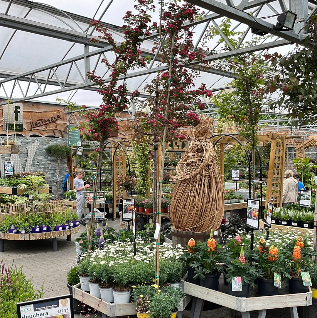 CRATAEGUS LAEV. PAUL S SCARLET CLT 35 CIRC. TR. 06 - 08 CM STD