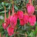 Crinodendron hookerianum - Image 2