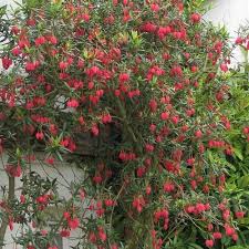 Crinodendron hookerianum - Image 3