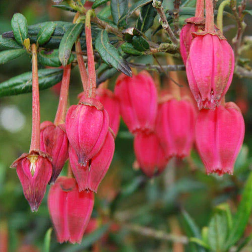 CRINODENDRON HOOKERIANUM - Image 2