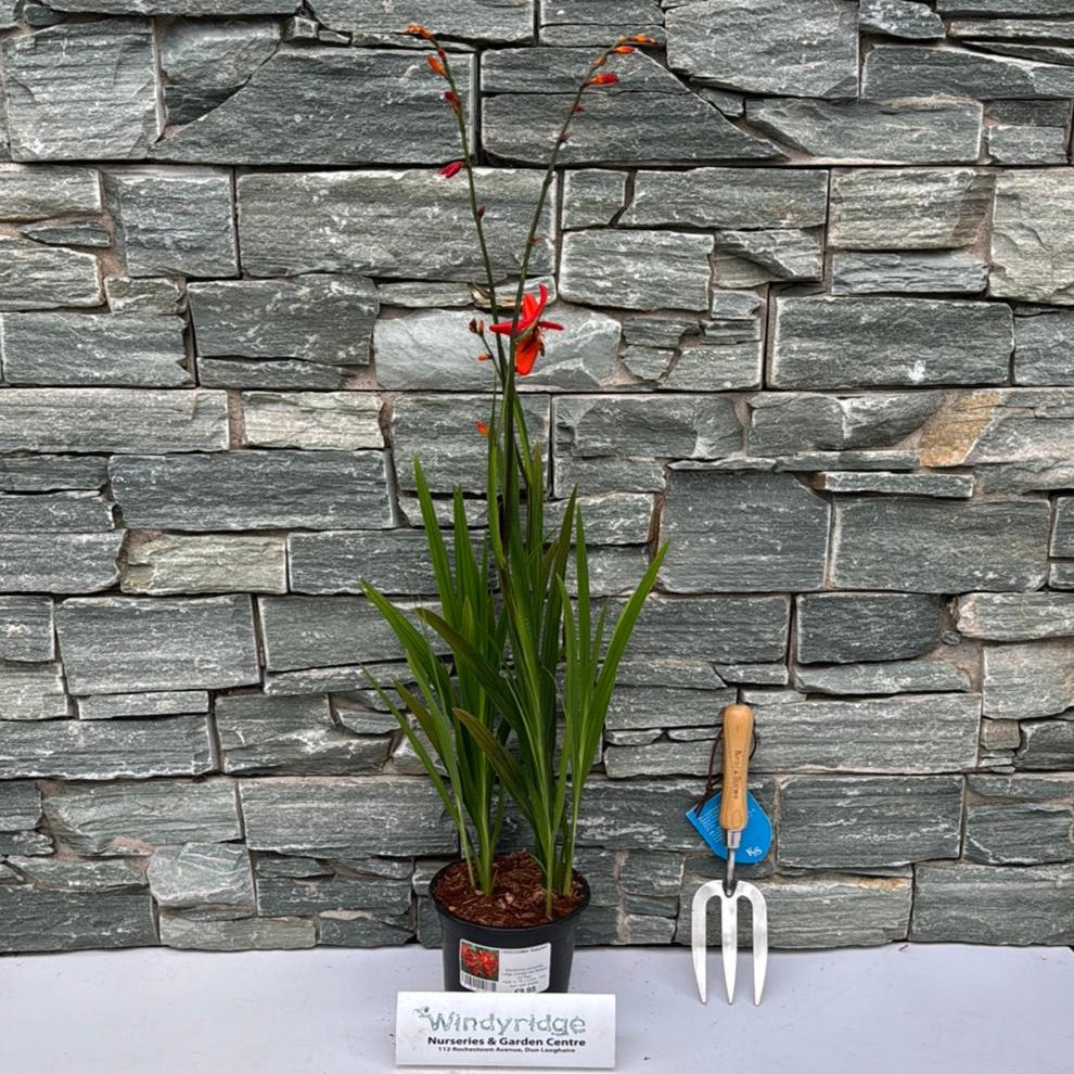 CROCOSMIA Babylon - Image 2