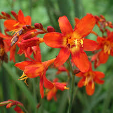 CROCOSMIA Babylon - Image 3