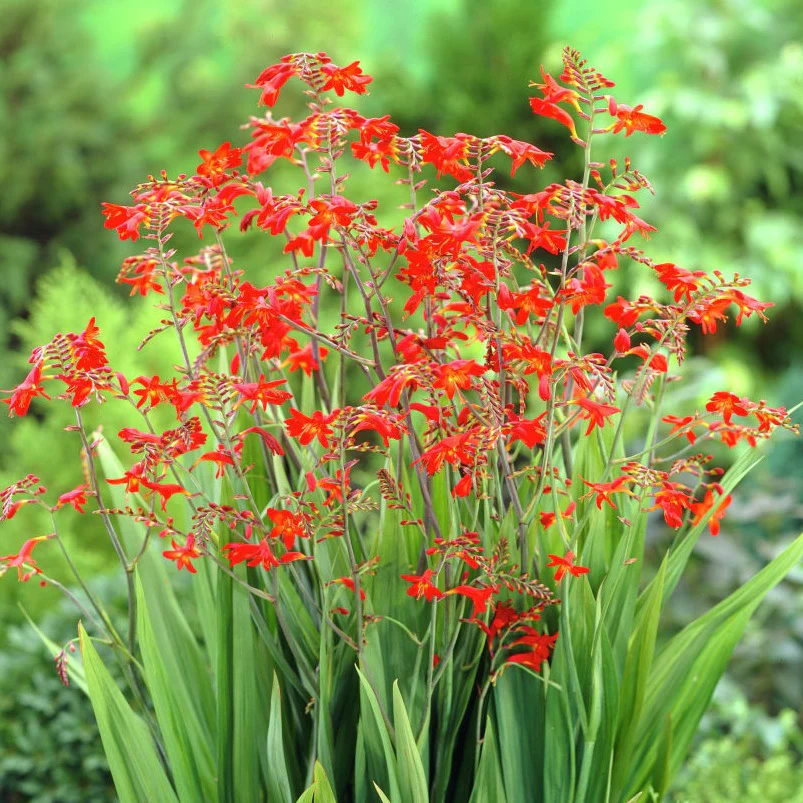 Crocosmia Emberglow Montbretia (2Ltr Pot)