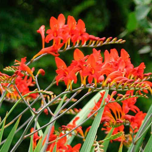 Crocosmia Emberglow Montbretia (2Ltr Pot) - Image 4
