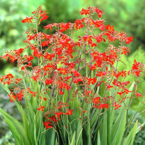 Crocosmia Emberglow Montbretia (2Ltr Pot) - Image 5