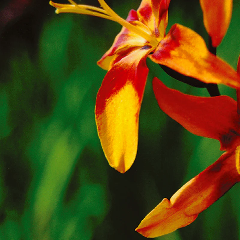 Crocosmia Emily McKenzie