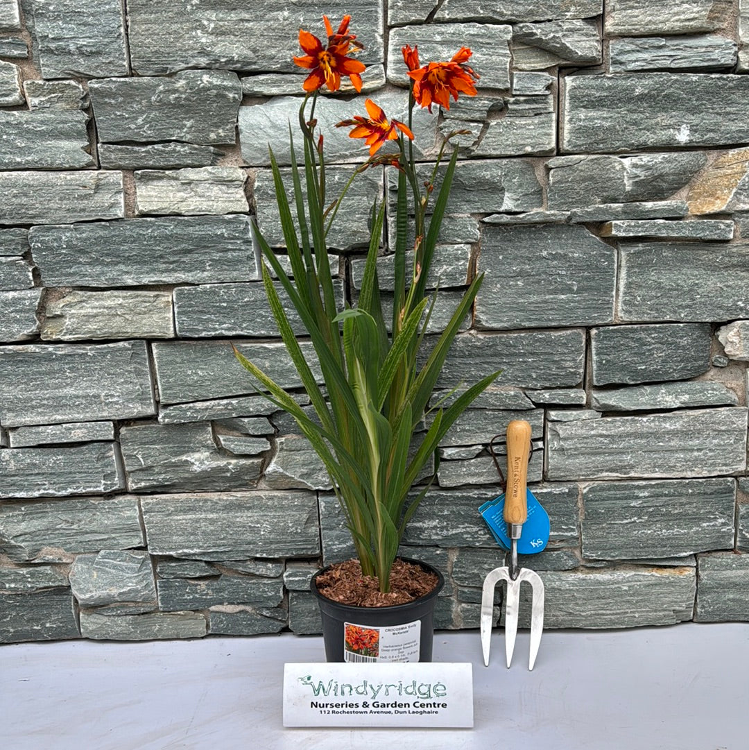 CROCOSMIA Emily McKenzie - Image 2
