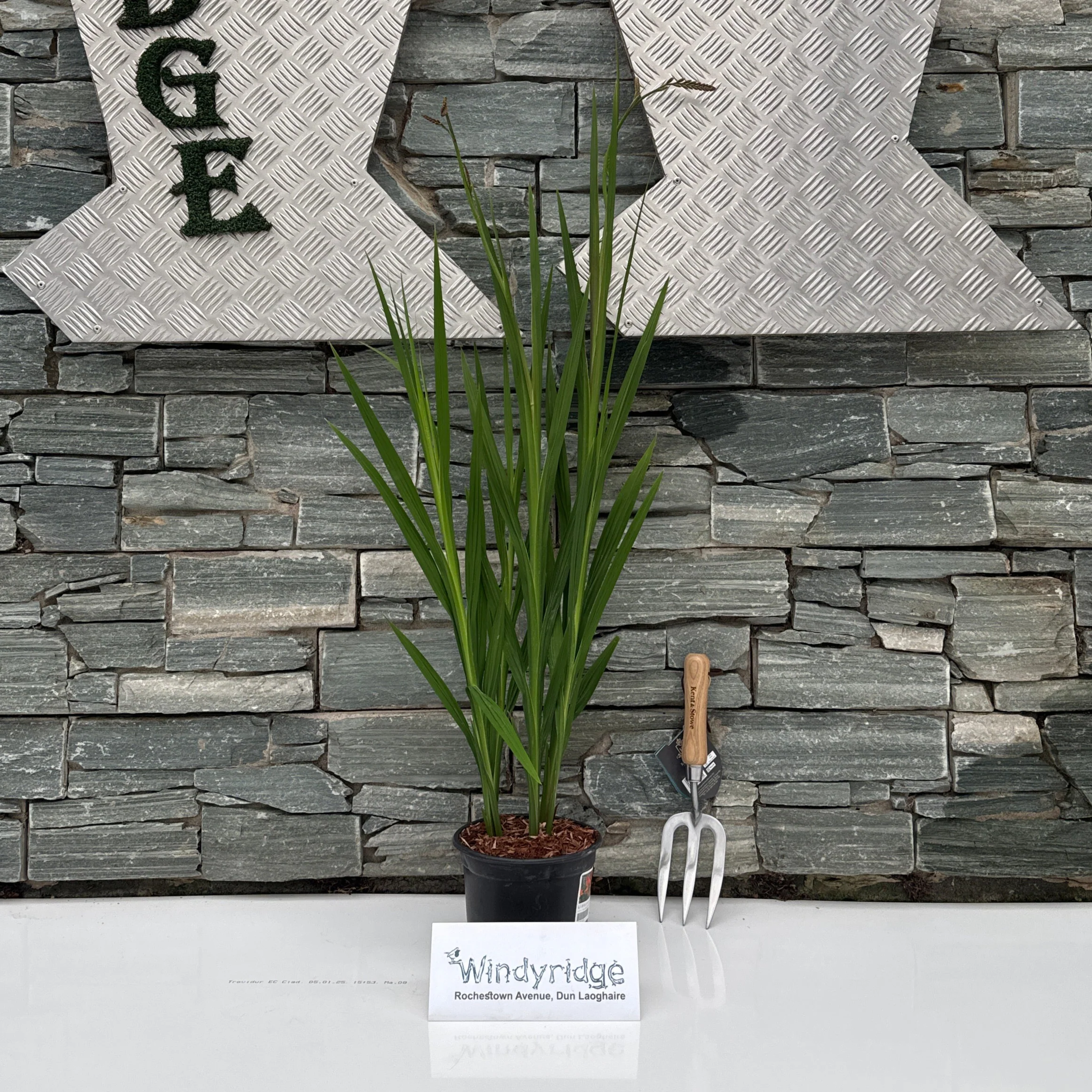 CROCOSMIA Firestars Sorchio 2ltr Pot