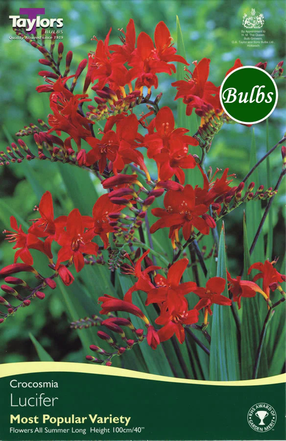 CROCOSMIA LUCIFER