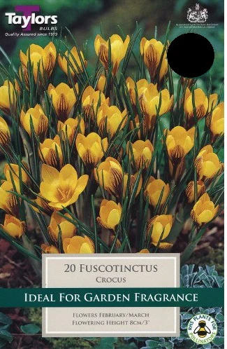 CROCUS FUSCOTINCTUS