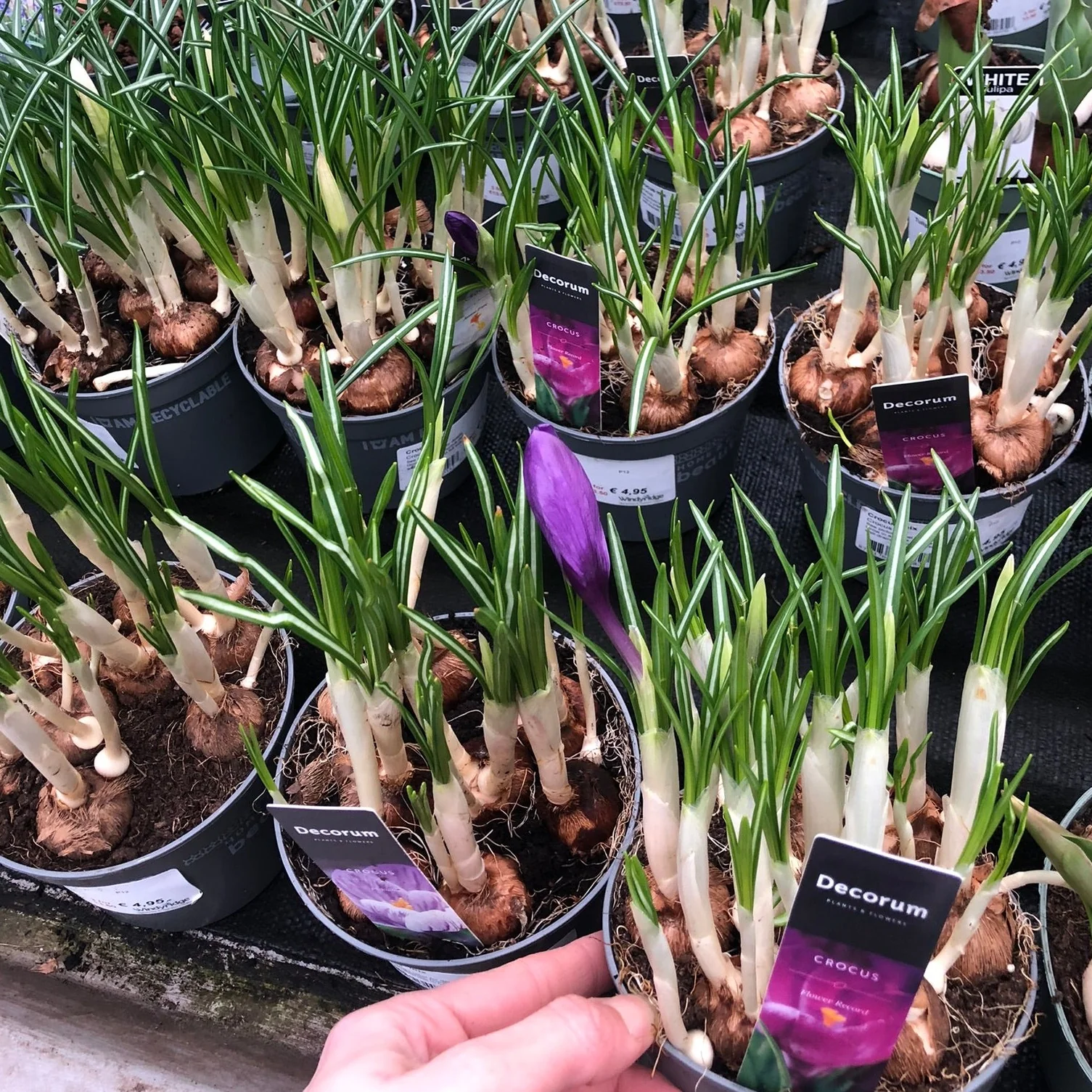 Crocus mix P12 - Image 2