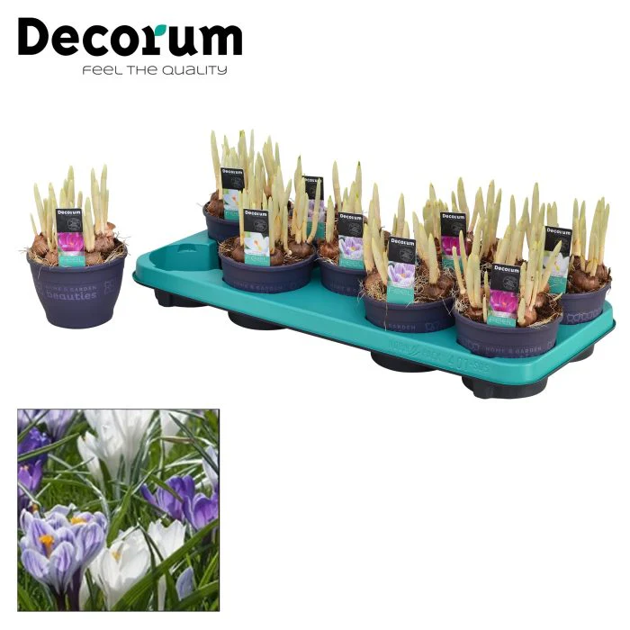 Crocus mix P12 - Image 3