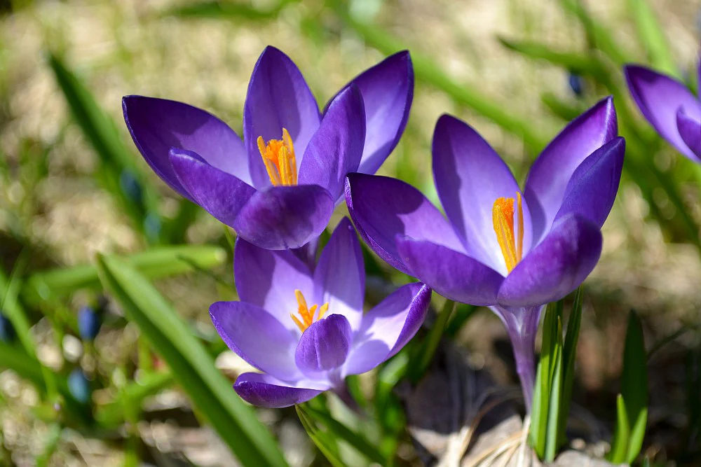 CROCUS PURPLE