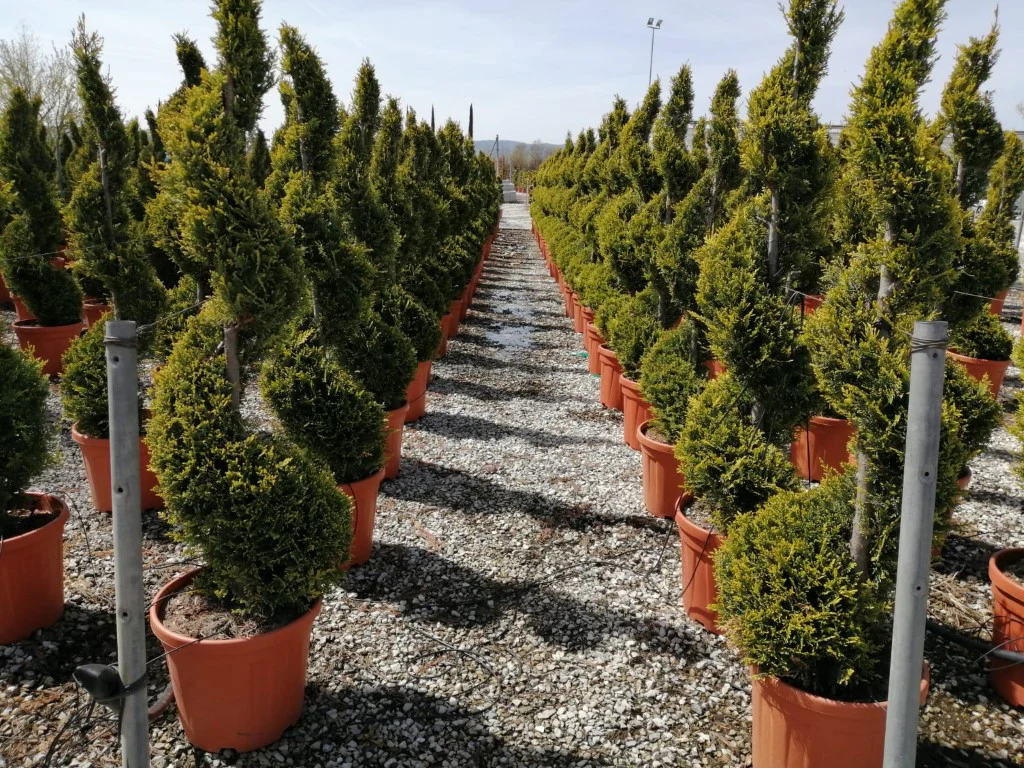 CUPRESSOCYP. LEY. CASTLEW. GOLD CLT 25 / 30 H 120 - 140 CM SPIRALE