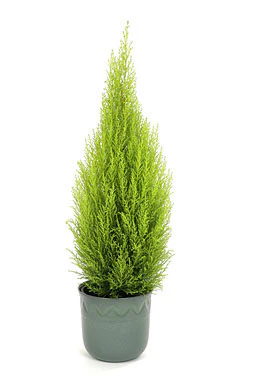 Cupressus m. Goldcrest Wilma