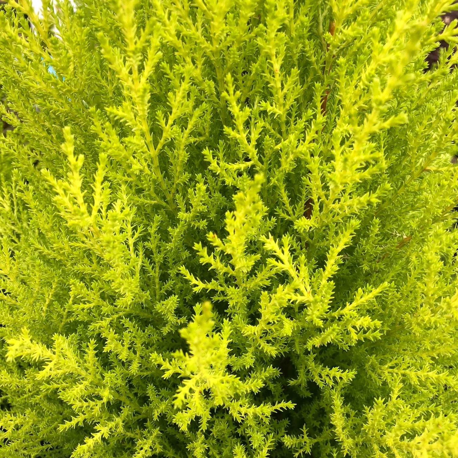 Cupressus m. (Goldcrest) Wilma 11cm Pot - Image 4