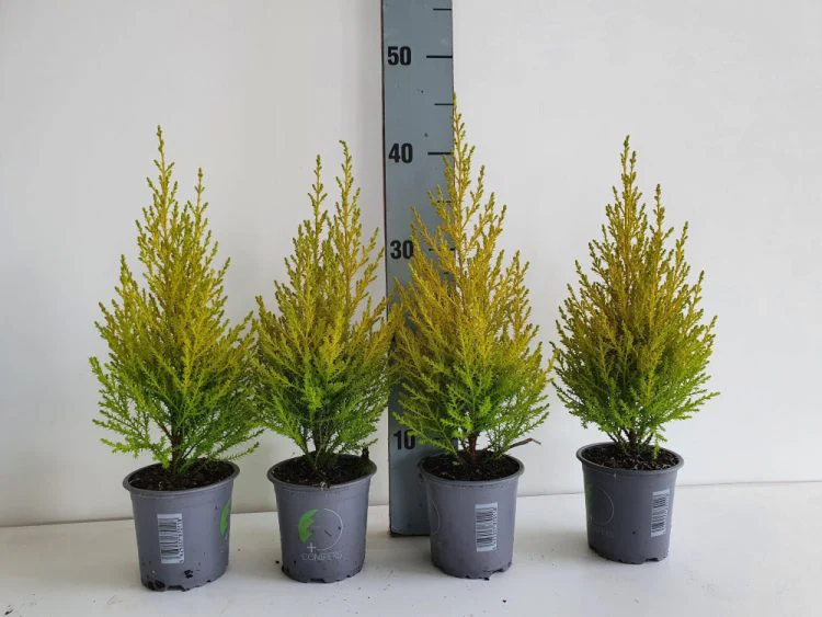 Cupressus m. (Goldcrest) Wilma 11cm Pot - Image 5