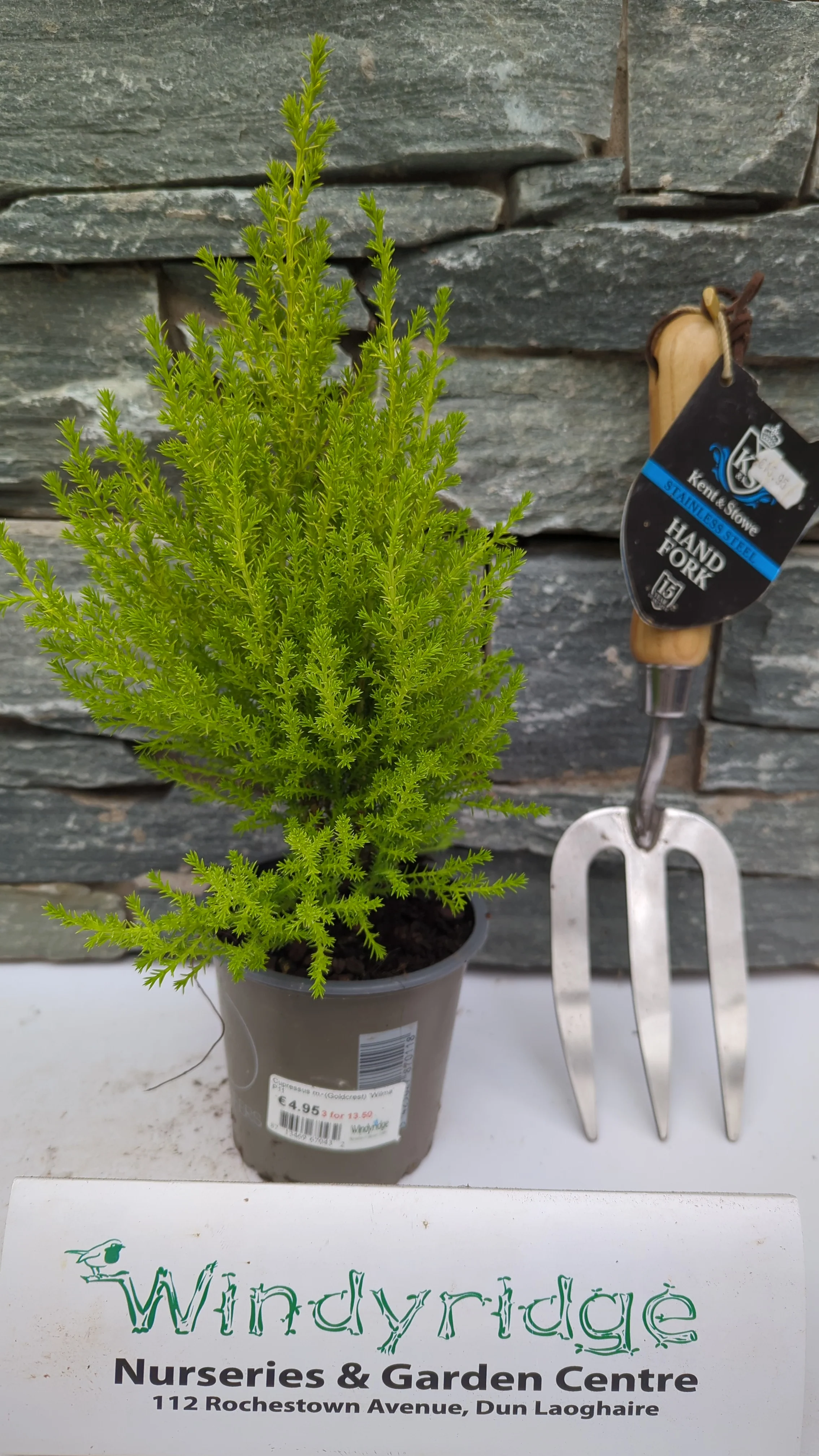 Cupressus m. (Goldcrest) Wilma 11cm Pot - Image 6