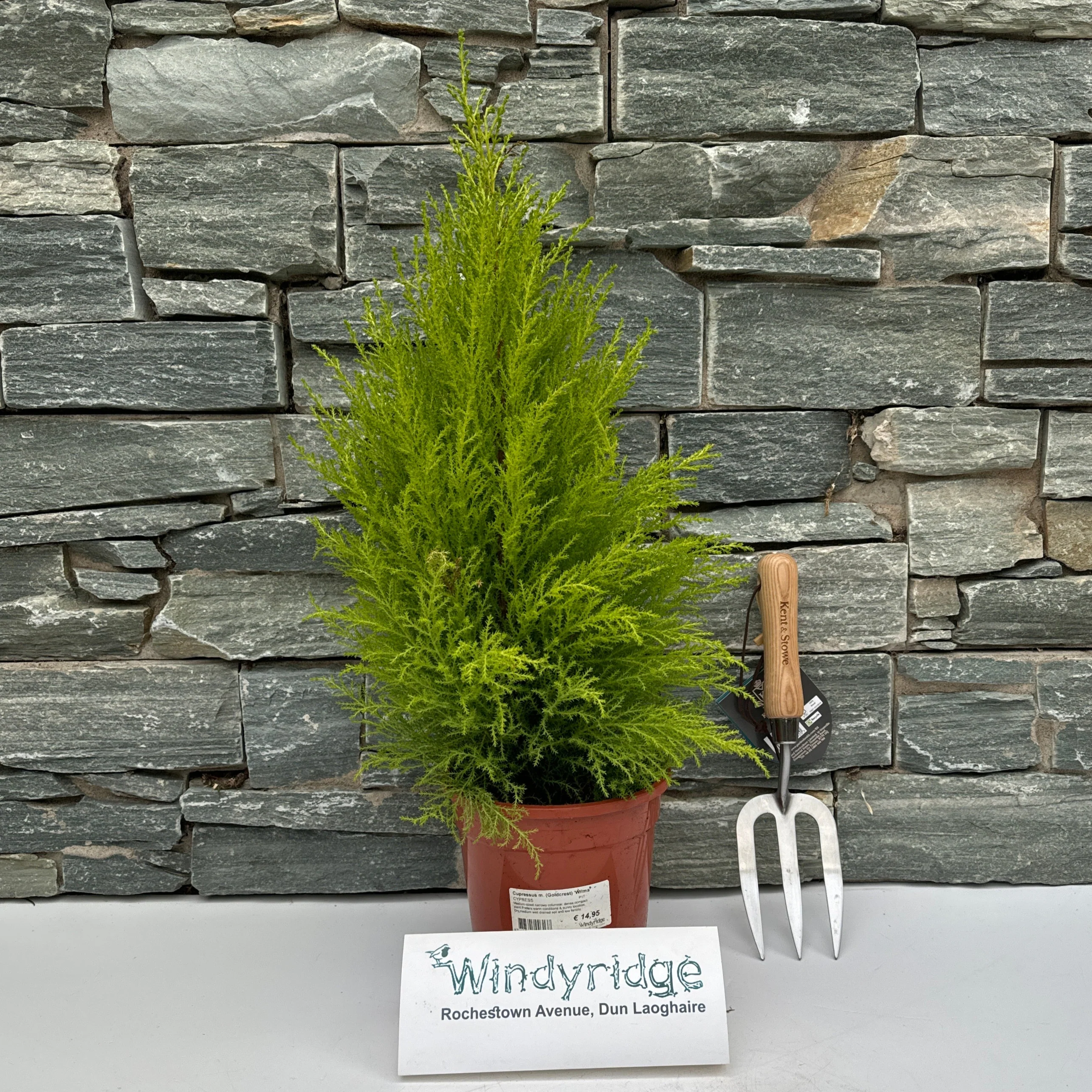 Cupressus m. (Goldcrest) Wilma P17