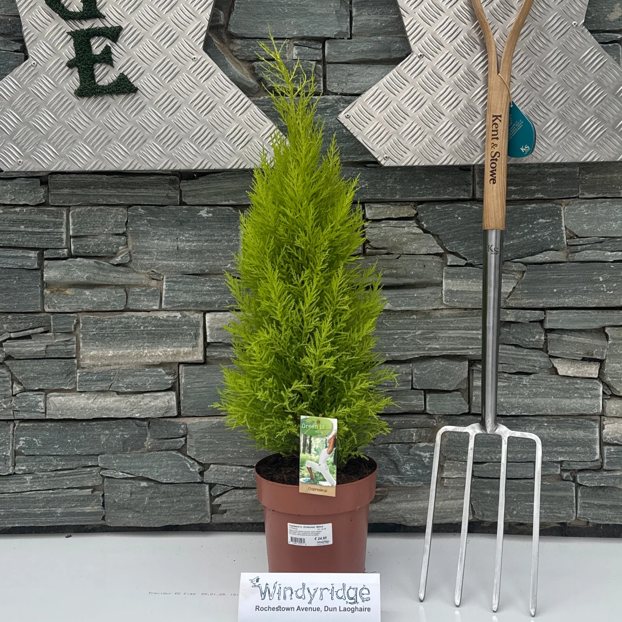 Cupressus m. (Goldcrest) Wilma  P21  90 CM